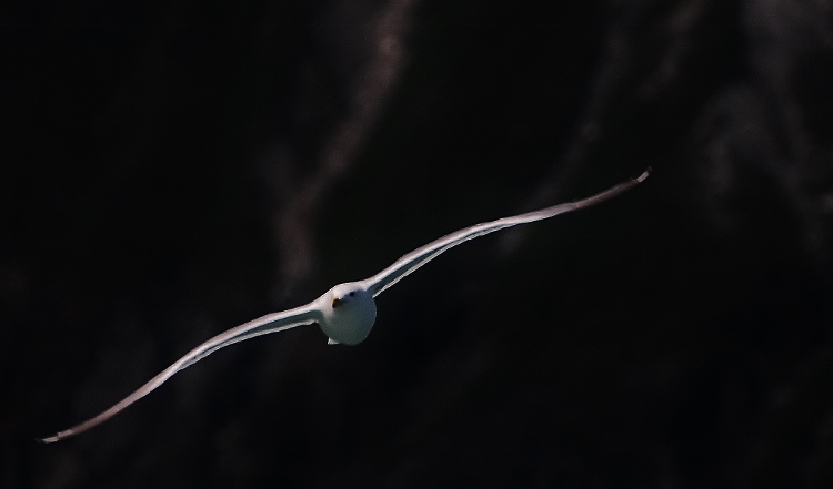 seagull in flight